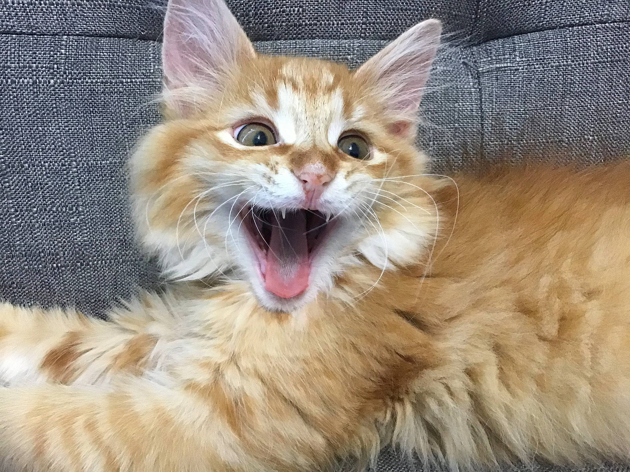 Flerken joined the competition — help win amazing prizes! carnivore, cat, claw, domestic_short_haired_cat, ear, eye, fang, fawn, felidae, fur, hair, head, iris, paw, small_to_medium_sized_cats, snout, terrestrial_animal, whiskers, window, yawn