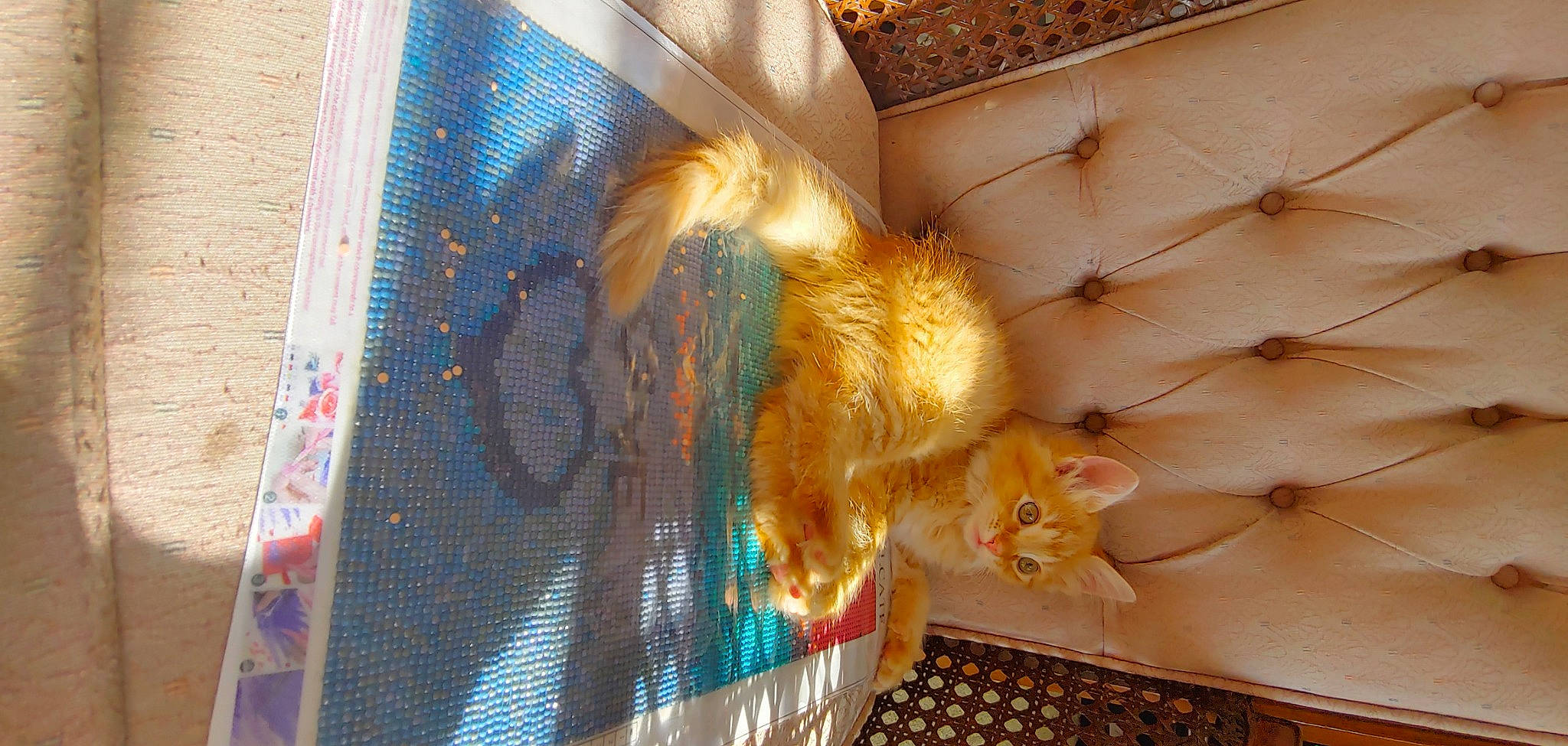 Flerken joined the competition — help win amazing prizes! animal_shelter, art, cage, carnivore, cat, fawn, feather, felidae, flooring, fur, glass, orange, pet_supply, phasianidae, room, small_to_medium_sized_cats, tail, visual_arts, whiskers, wood