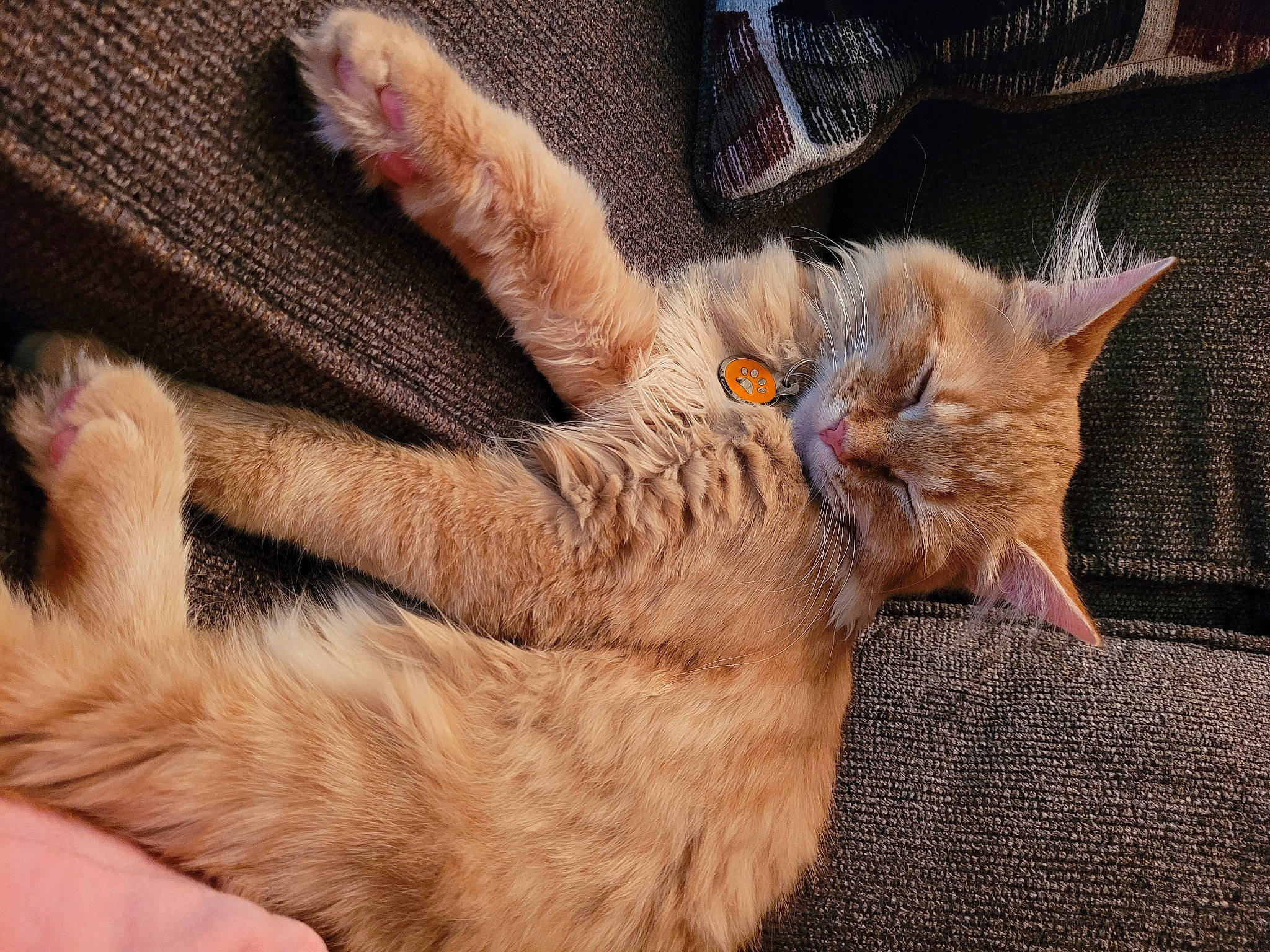 Flerken is registered to the contest to win money with this photo: carnivore, cat, claw, comfort, domestic_short_haired_cat, fawn, felidae, foot, fur, gesture, human_leg, nap, paw, sleep, small_to_medium_sized_cats, snout, tail, whiskers, wildlife, wood