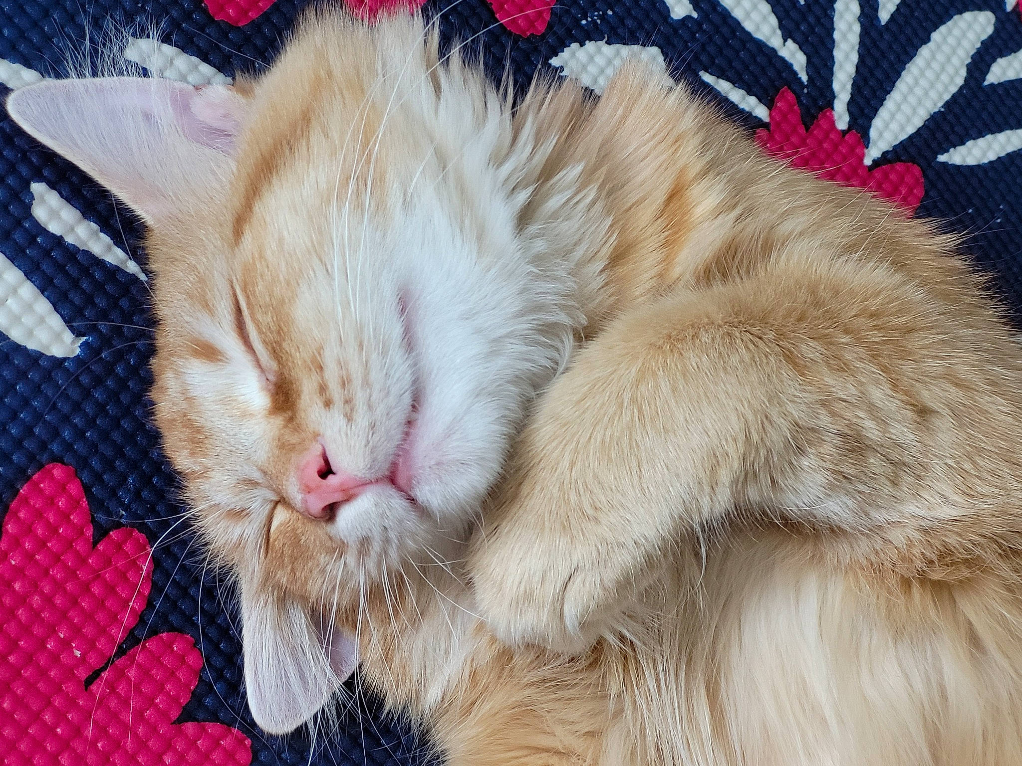 Flerken joined the competition — help win amazing prizes! carnivore, cat, cat_supply, claw, close_up, comfort, domestic_short_haired_cat, fawn, felidae, fur, nap, natural_material, paw, sleep, small_to_medium_sized_cats, snout, tail, terrestrial_animal, whiskers