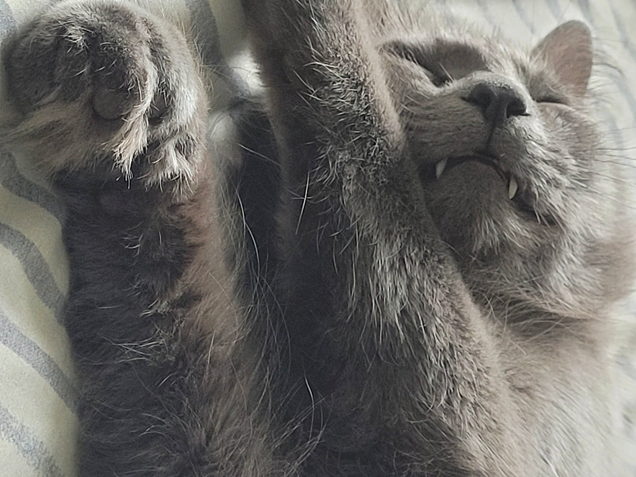 Cinder is registered to the contest to win money with this photo: big_cats, carnivore, cat, claw, close_up, comfort, domestic_short_haired_cat, felidae, fur, grey, monochrome, monochrome_photography, paw, small_to_medium_sized_cats, snout, tail, terrestrial_animal, whiskers, wildlife, working_animal