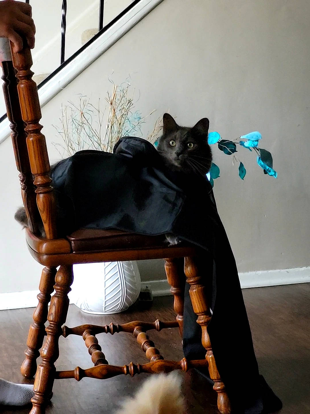 Cinder joined the competition — help win amazing prizes! art, black_cat, carnivore, cat, cat_supply, chair, fawn, felidae, fur, metal, room, shelf, sitting, small_to_medium_sized_cats, tail, toy, whiskers, window, wood, working_animal