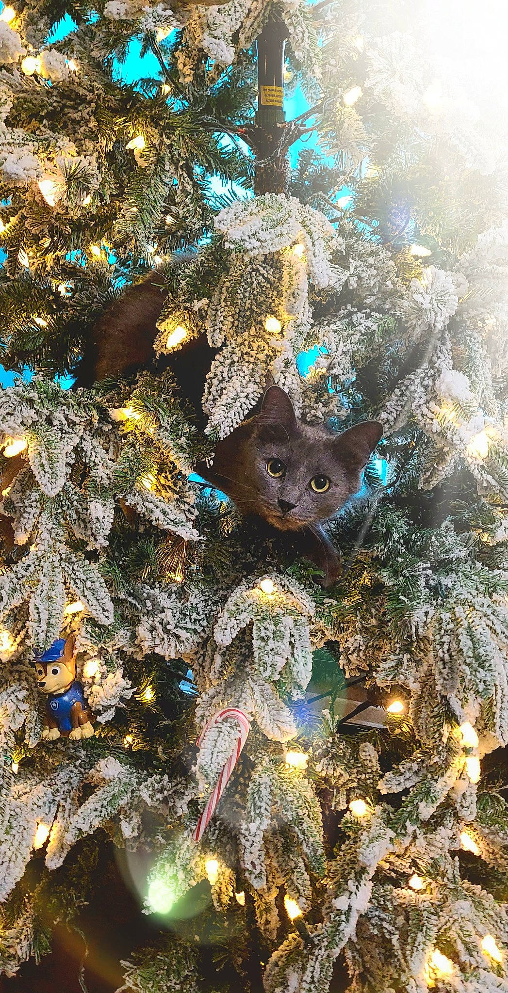 Cinder is registered to the contest to win money with this photo: art, branch, carnivore, christmas, christmas_decoration, christmas_eve, christmas_ornament, christmas_tree, conifer, electric_blue, event, evergreen, felidae, holiday, holiday_ornament, organism, ornament, small_to_medium_sized_cats, whiskers, woody_plant