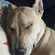 Arcane a rejoint le concours — aidez-le/la à gagner de superbes lots ! dog, sleeping, tongue_out, close_up, light_fur, resting, pillow, star_pattern, indoor, cute, pet, animal, relaxed, nostrils, whiskers, ear, snout, fur_texture, peaceful, companion