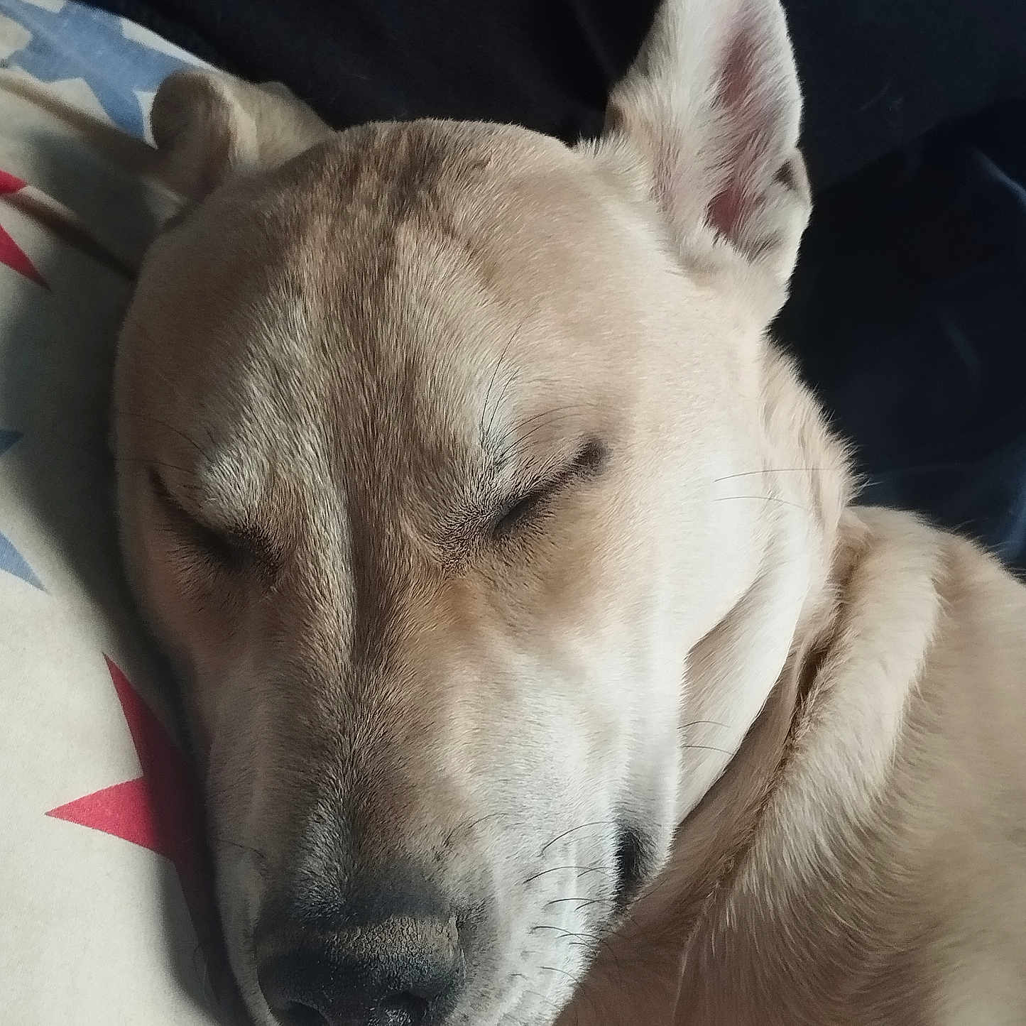 Arcane a rejoint le concours — aidez-le/la à gagner de superbes lots ! dog, sleeping, tongue_out, close_up, light_fur, resting, pillow, star_pattern, indoor, cute, pet, animal, relaxed, nostrils, whiskers, ear, snout, fur_texture, peaceful, companion