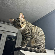 Rio a rejoint le concours — aidez-le/la à gagner de superbes lots ! cat, tabby_cat, pet, animal, feline, striped_fur, sitting, ledge, indoors, portrait, close_up, whiskers, ears, eyes, tail, window, wall, ceiling, dramatic_lighting, perspective