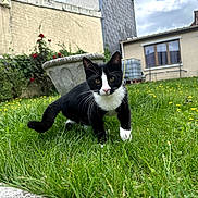 Maïko a rejoint le concours — aidez-le/la à gagner de superbes lots ! cat, tuxedo_cat, black_and_white, animal, pet, grass, garden, outdoor, dandelions, flowers, flowerpot, houses, residential, yard, portrait, whiskers, ears, standing, daylight, cloudy_sky