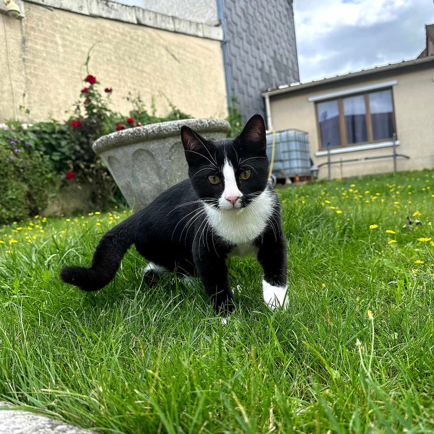 Maïko