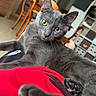 cat, gray_cat, pet, feline, yellow_eyes, whiskers, ears, paws, claws, fur, lounging, lying_down, indoor, home, blanket, red_blanket, living_room, dining_area, portrait, close_up