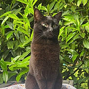Maiba participe au concours pour gagner de l'argent avec cette photo : cat, black_cat, animal, pet, outdoor, greenery, leaf, plant, feline, fur, sitting, nature, patterned_cloth, table, daylight, whiskers, ears, eyes, mammal, quiet