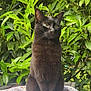 cat, black_cat, animal, pet, outdoor, greenery, leaf, plant, feline, fur, sitting, nature, patterned_cloth, table, daylight, whiskers, ears, eyes, mammal, quiet