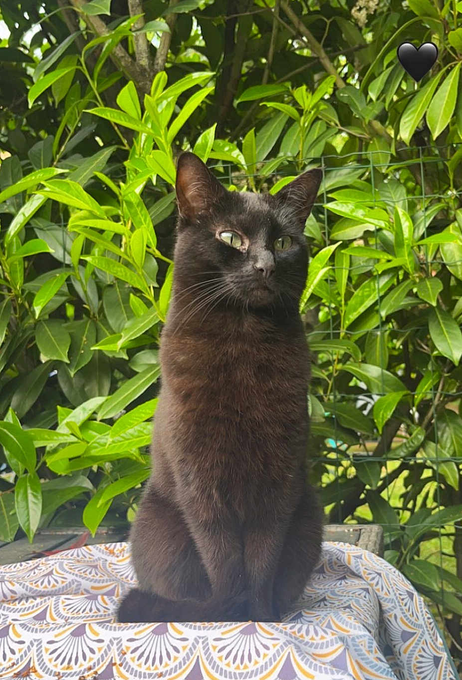 Maiba participe au concours pour gagner de l'argent avec cette photo : cat, black_cat, animal, pet, outdoor, greenery, leaf, plant, feline, fur, sitting, nature, patterned_cloth, table, daylight, whiskers, ears, eyes, mammal, quiet