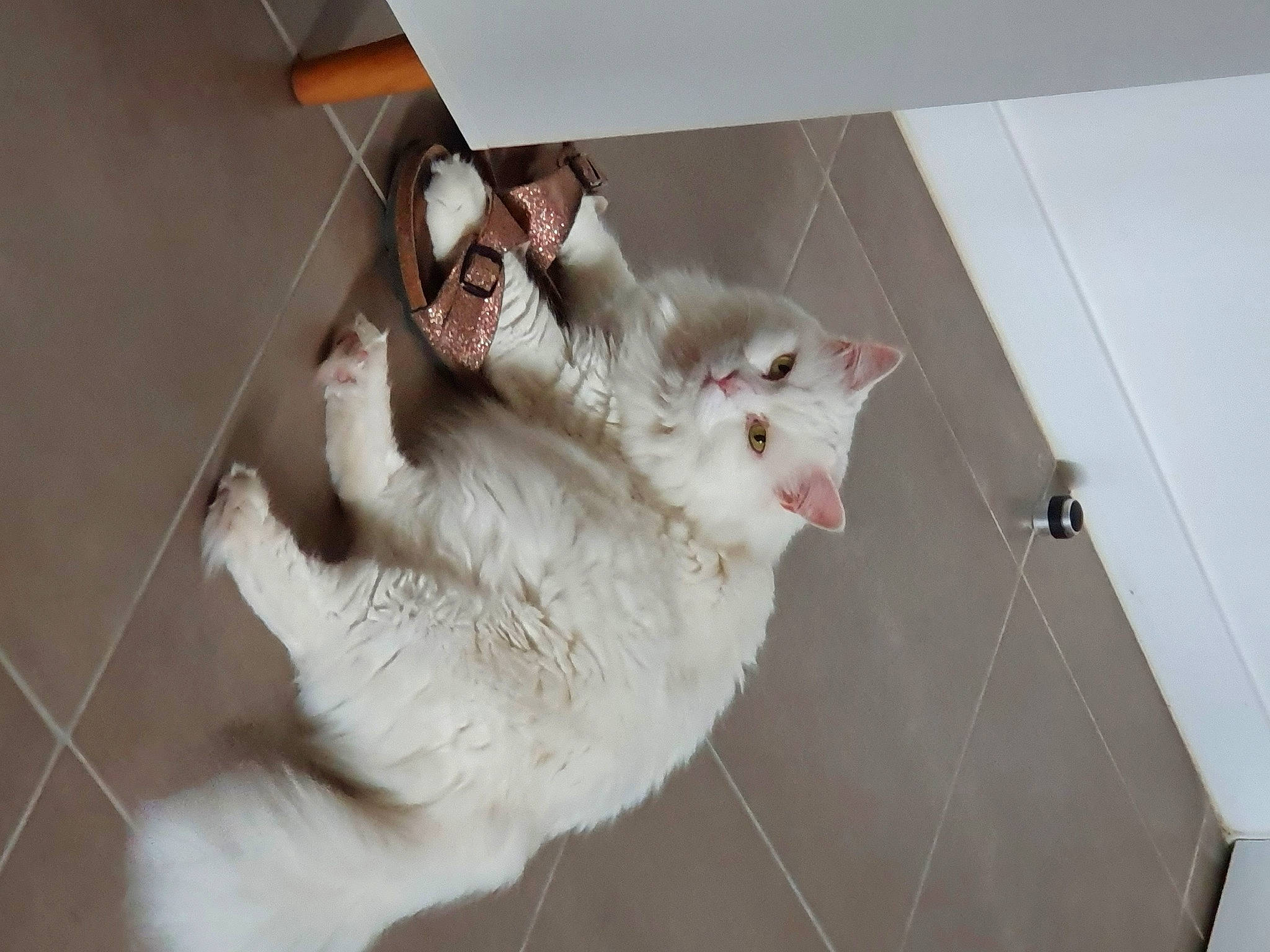 Mon Chat participe au concours pour gagner de l'argent avec cette photo : carnivore, cat, comfort, domestic_short_haired_cat, fawn, felidae, flooring, fur, hardwood, paw, plaster, room, small_to_medium_sized_cats, tail, whiskers, window, wood