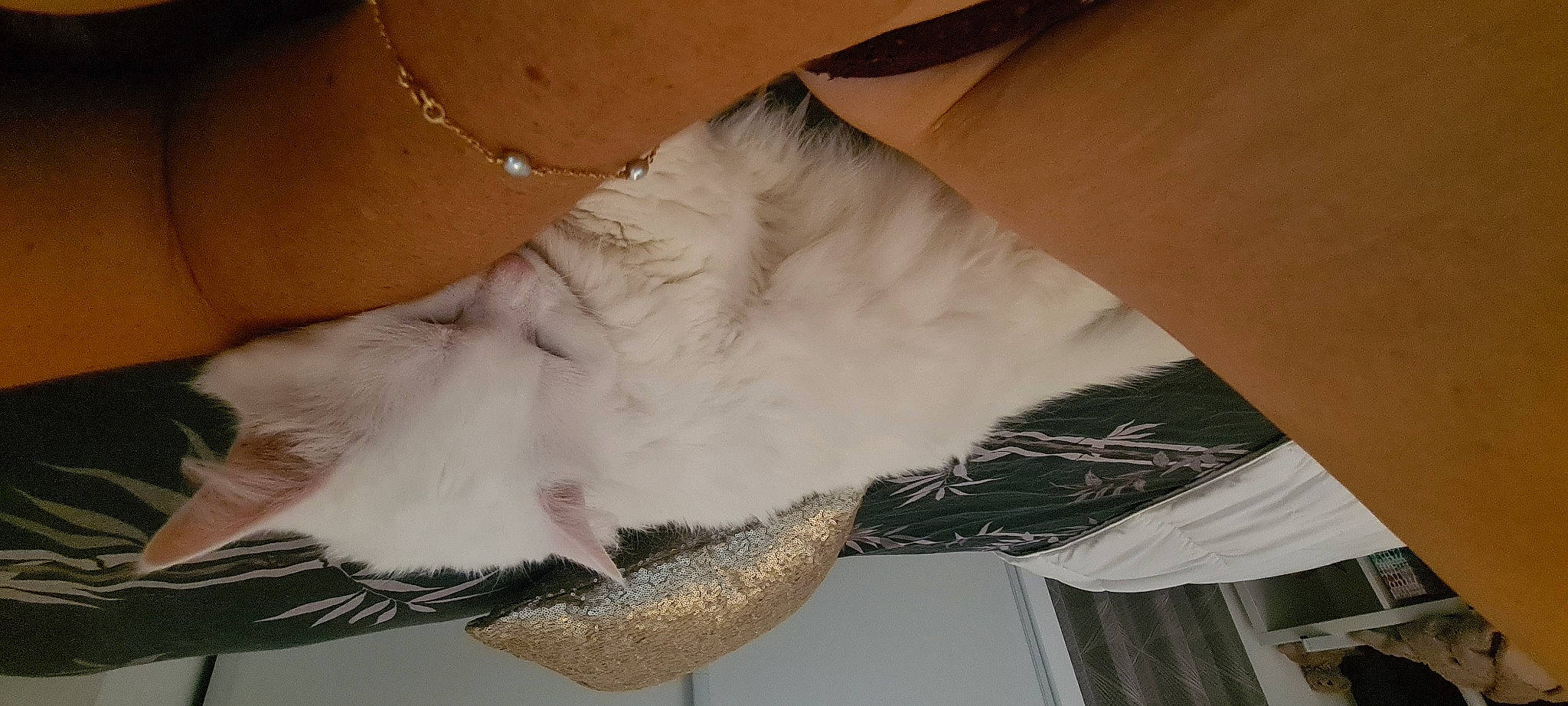 Mon Chat participe au concours pour gagner de l'argent avec cette photo : carnivore, cat, comfort, dog_breed, dress, fawn, feather, felidae, foot, fur, human_leg, knee, leg, nail, paw, small_to_medium_sized_cats, tail, thigh, whiskers, wing