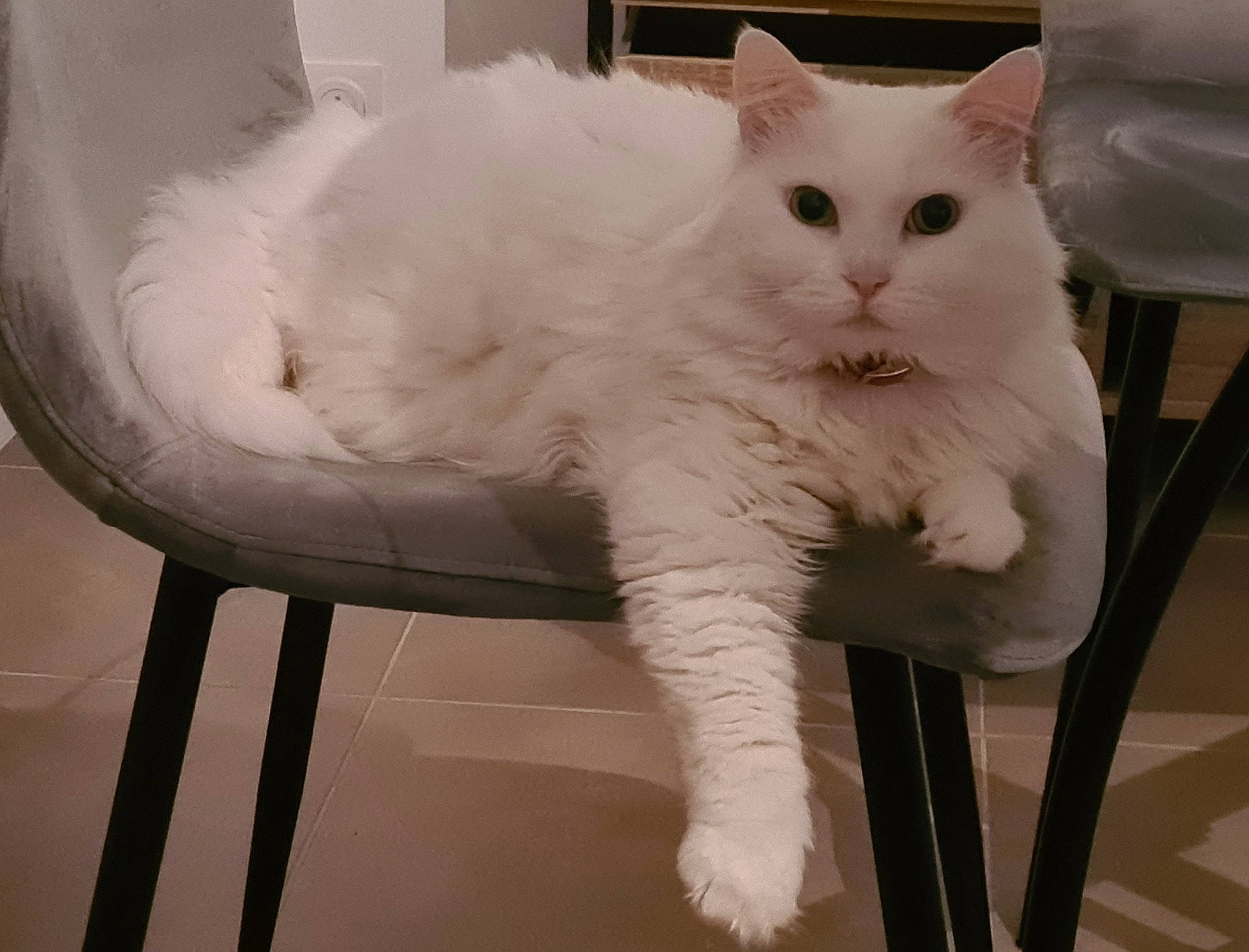 Mon Chat participe au concours pour gagner de l'argent avec cette photo : carnivore, cat, claw, comfort, domestic_short_haired_cat, felidae, fur, paw, small_to_medium_sized_cats, snout, tail, whiskers