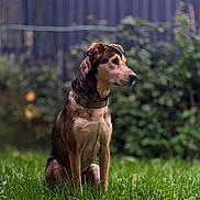 Olga a rejoint le concours — aidez-le/la à gagner de superbes lots ! dog, pet, grass, outdoor, nature, canine, animal, sitting, collar, fur, portrait, garden, greenery, watchful, side_view, quiet, peaceful, daylight, mammal, companion