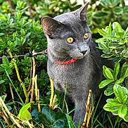 Guy a rejoint le concours — aidez-le/la à gagner de superbes lots ! cat, gray_cat, animal, pet, outdoor, greenery, bushes, grass, collar, yellow_eyes, nature, wildlife, feline, curious, mammal, closeup, portrait, sitting, plants, daylight