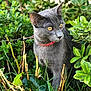 cat, gray_cat, animal, pet, outdoor, greenery, bushes, grass, collar, yellow_eyes, nature, wildlife, feline, curious, mammal, closeup, portrait, sitting, plants, daylight