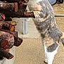 cat, calico, woodpile, firewood, trash_bin, outdoor, concrete, curious, animal, pet, standing, paw, yellow_eyes, fur, tail, side_view, nature, daylight, texture, closeup