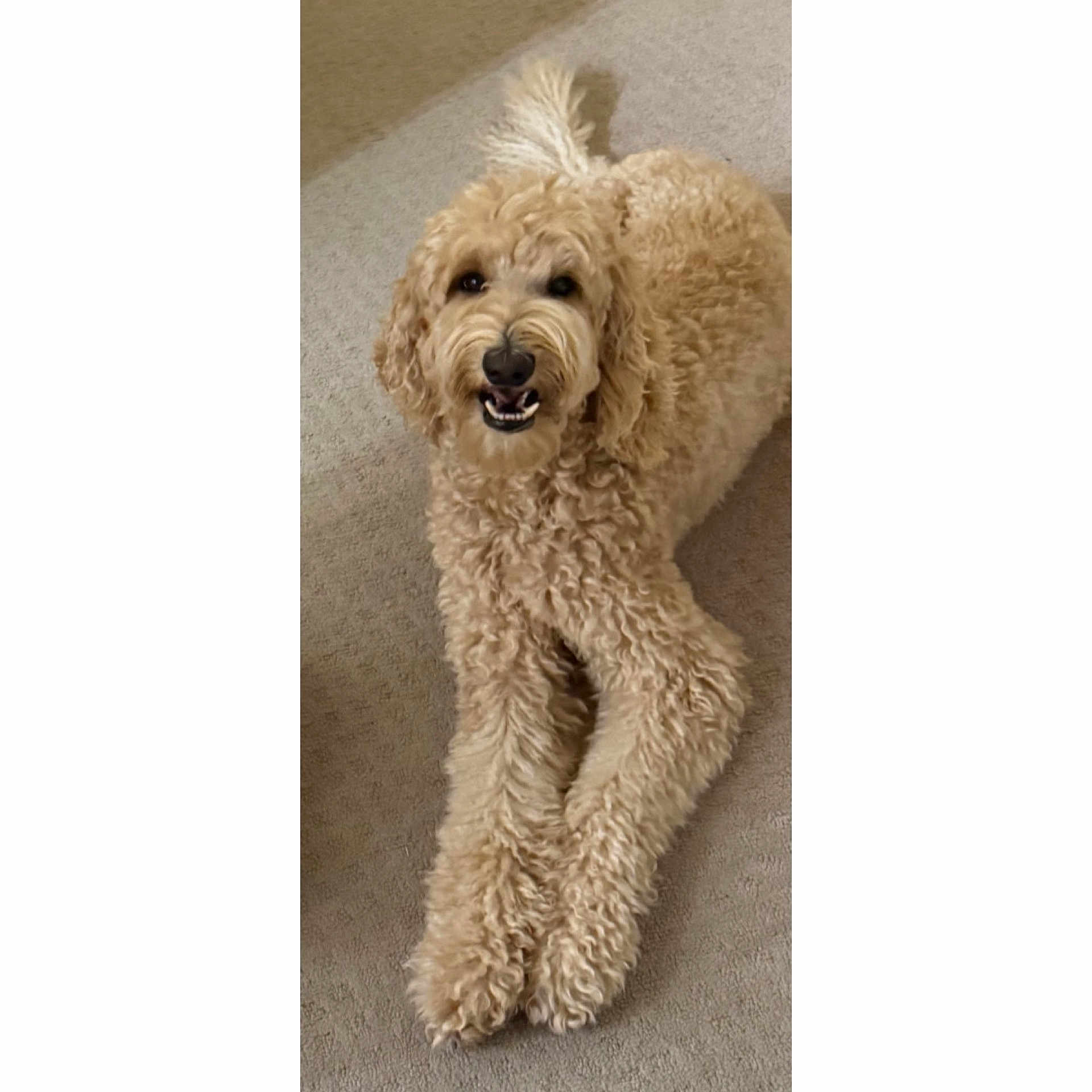 Janiel joined the competition — help win amazing prizes! dog, canine, curly_fur, fluffy, pet, smiling, lying_down, carpet, indoor, cute, friendly, animal, domestic_animal, mammal, fur, tail, four_legs, happy, relaxed, companion