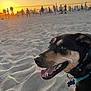 dog, beach, sunset, sand, volleyball_net, people, crowd, silhouette, close_up, portrait, tongue_out, collar, dog_tag, pet, happy, playful, warm_light, golden_hour, outdoor, sport