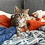 June Bug is registered to the contest to win money with this photo: kitten, tabby, cat, pet, animal, cute, feline, fur, whiskers, blanket, cozy, indoor, couch, soft, young, small, curious, resting, domestic_cat, playful