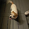 animal, blurred_tail, brown_and_white, canine, casual, dog, domestic_animal, excited, flooring, footwear, happy, looking_up, night, outdoor, pet, planks, small_dog, sneakers, tail_wagging, wooden_deck