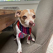 Tico is registered to the contest to win money with this photo: animal, brown_eyes, chair, colorful_scarf, cozy, cushioned_chair, dog, ears, furniture, greenery, indoor, looking, paw, pet, scarf, sitting, small_dog, snout, window, wooden_table