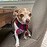 animal, brown_eyes, chair, colorful_scarf, cozy, cushioned_chair, dog, ears, furniture, greenery, indoor, looking, paw, pet, scarf, sitting, small_dog, snout, window, wooden_table
