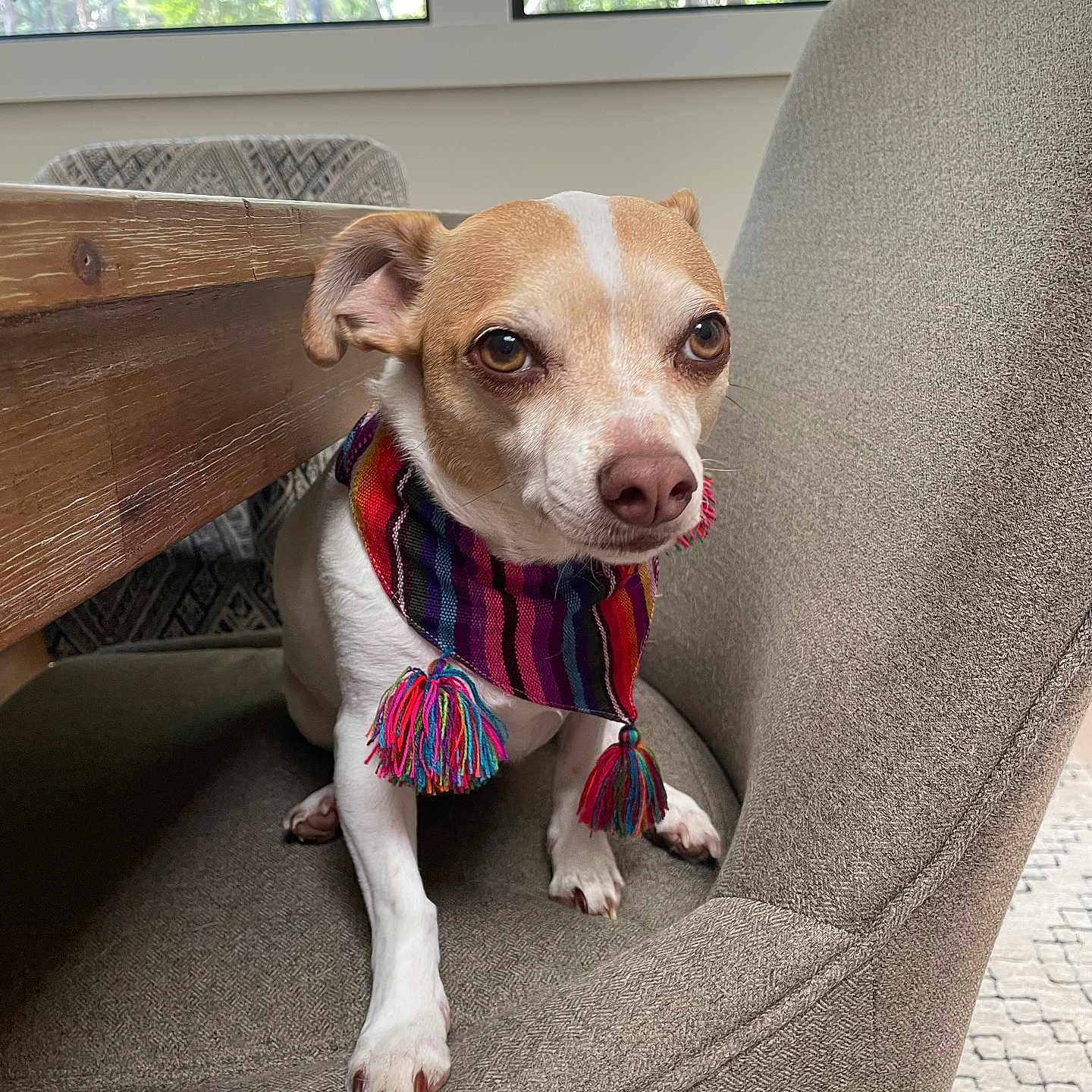 Tico