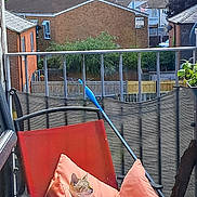 Pablo joined the competition — help win amazing prizes! cat, chair, cushion, balcony, outdoor, sunlight, relaxing, pet, animal, red, orange, green, tree, house, fence, window, metal, resting, cozy, daytime