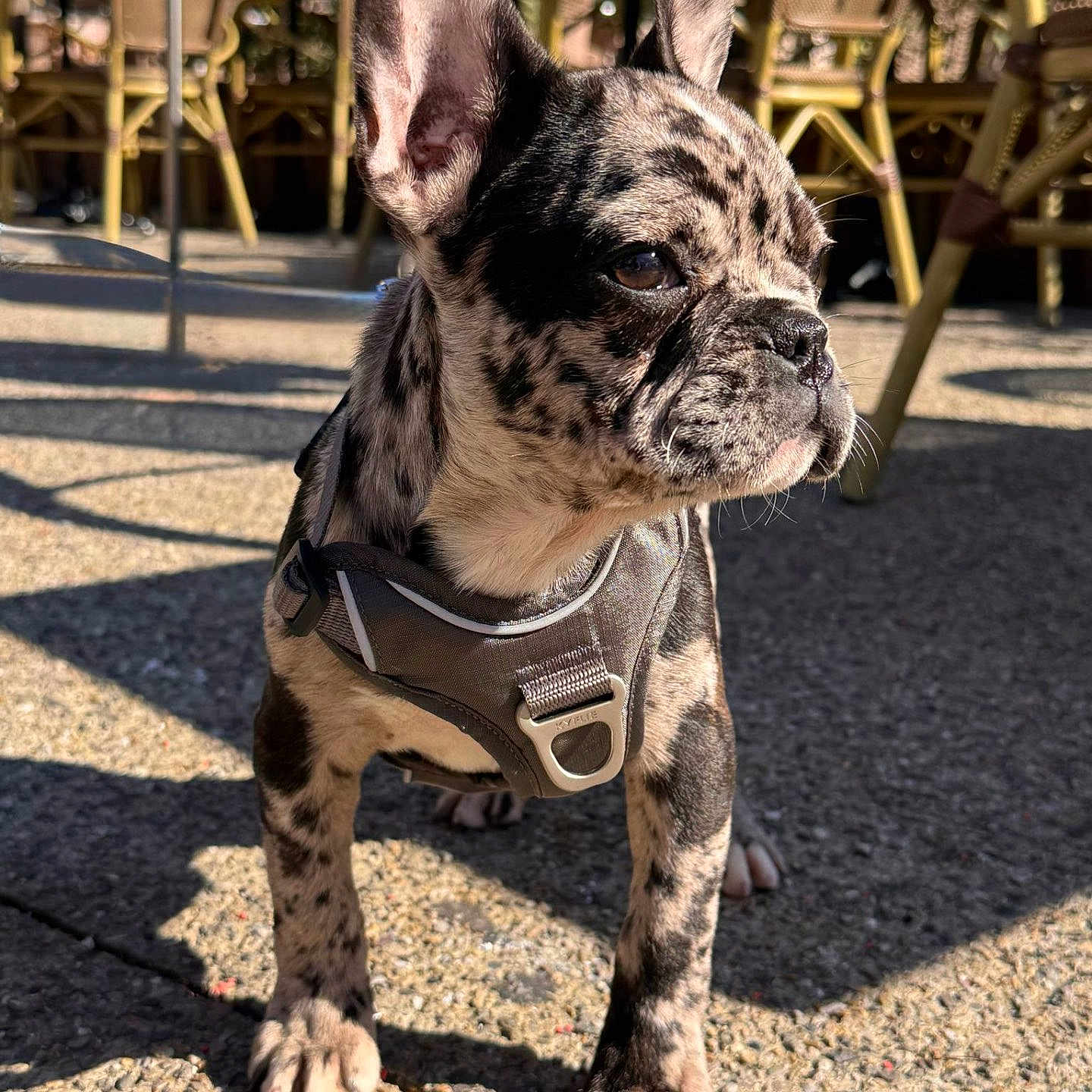 Vegas participe au concours pour gagner de l'argent avec cette photo : animal, bostonbull, boxer, bulldog, canine, chair, city, dog, frenchbulldog, furniture, indoors, interiordesign, pet, pitbull, pug, puppy, road, snout, street, urban