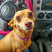 Dash is registered to the contest to win money with this photo: dog, brown_dog, small_dog, pet, car_interior, steering_wheel, pink_steering_wheel_cover, dashboard, gear_stick, seat, purple_collar, closeup, animal, cute, pet_portrait, indoor, vehicle, looking_up, ears, fur