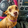 animal, brown_dog, car_interior, closeup, cute, dashboard, dog, ears, fur, gear_stick, indoor, looking_up, pet, pet_portrait, pink_steering_wheel_cover, purple_collar, seat, small_dog, steering_wheel, vehicle