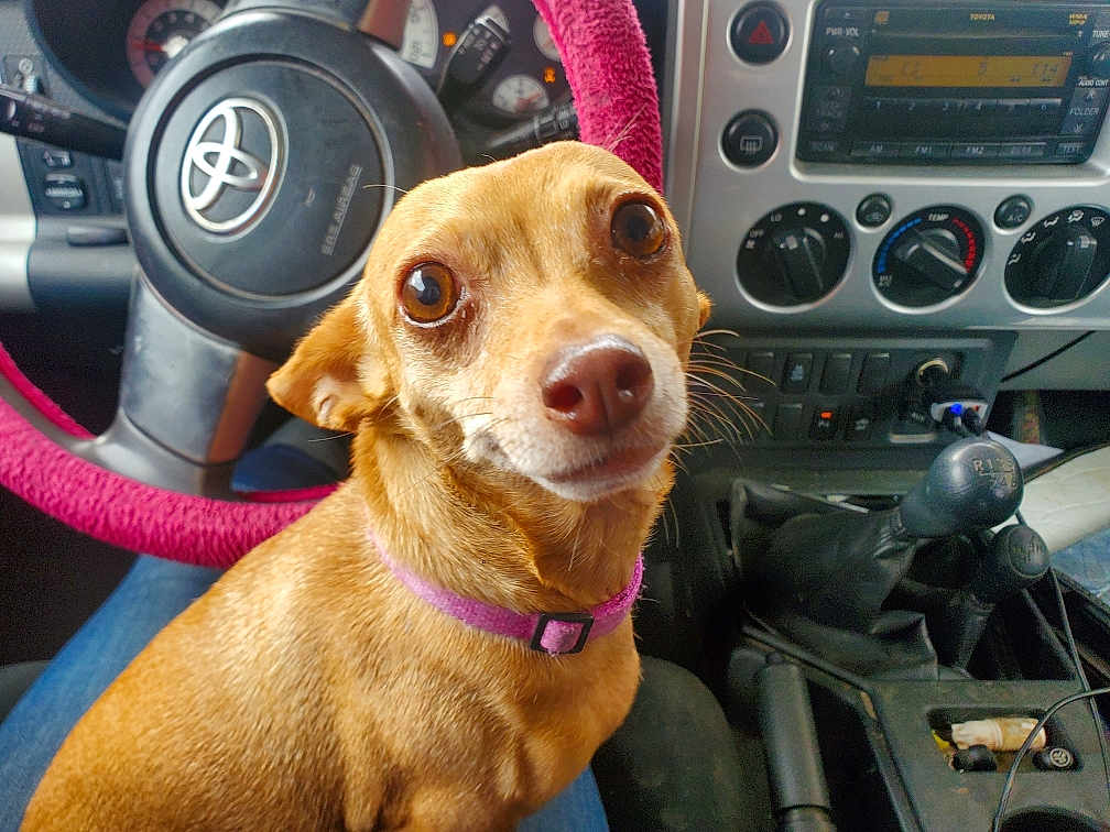 Dash is registered to the contest to win money with this photo: dog, brown_dog, small_dog, pet, car_interior, steering_wheel, pink_steering_wheel_cover, dashboard, gear_stick, seat, purple_collar, closeup, animal, cute, pet_portrait, indoor, vehicle, looking_up, ears, fur