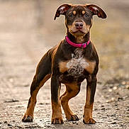 Abby participe au concours pour gagner de l'argent avec cette photo : dog, puppy, brown_coat, pink_collar, standing, dirt_path, outdoor, animal, pet, ears_up, curious, young, canine, alert, nature, walking_path, four_legs, muzzle, fur, alert_posture