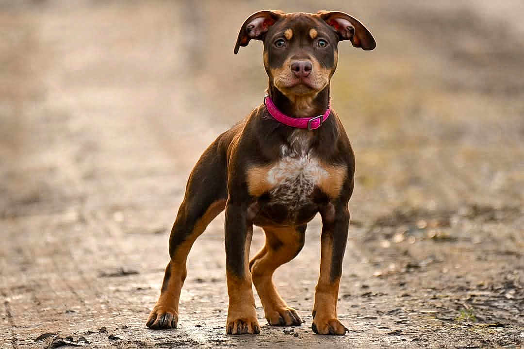Abby participe au concours pour gagner de l'argent avec cette photo : dog, puppy, brown_coat, pink_collar, standing, dirt_path, outdoor, animal, pet, ears_up, curious, young, canine, alert, nature, walking_path, four_legs, muzzle, fur, alert_posture