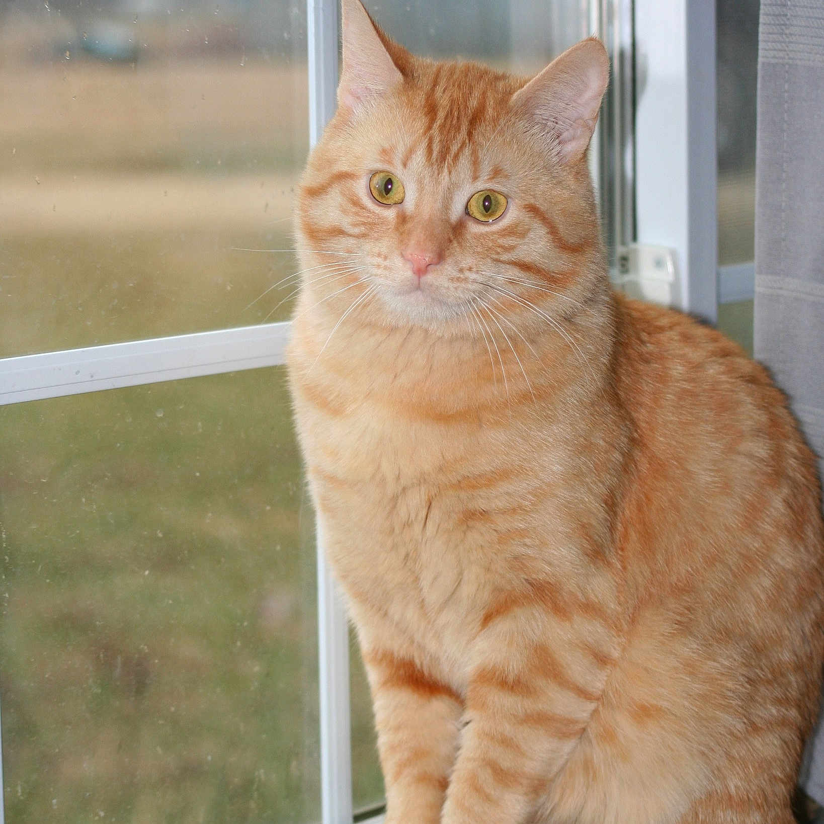 Tweak joined the competition — help win amazing prizes! aegean_cat, arabian_mau, asian, asian_semi_longhair, australian_mist, british_semi_longhair, carnivore, cat, cymric, domestic_short_haired_cat, european_shorthair, fawn, felidae, german_rex, kurilian_bobtail, mammal, small_to_medium_sized_cats, tabby_cat, vertebrate, whiskers