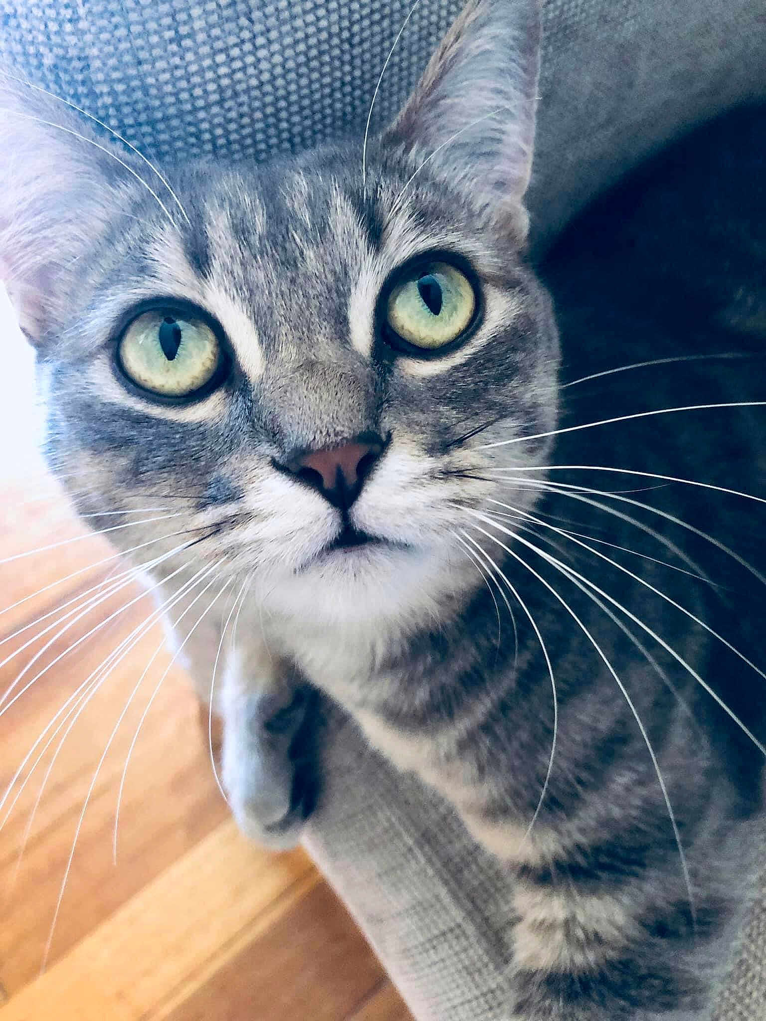Daisy