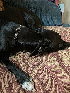 Jake joined the competition — help win amazing prizes! bed, borador, canidae, carnivore, comfort, companion_dog, couch, dog, dog_breed, fur, grey, guard_dog, hardwood, linens, liver, nap, sporting_group, tail, terrestrial_animal, working_animal