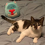 Lucky is registered to the contest to win money with this photo: animal, bed, bedroom, blanket, cat, cozy, fur_pattern, heart, indoor, looking_at_camera, lying_down, paws, pet, plush_toy, sleepy, stuffed_animal, tabby_cat, toy, whiskers, white_fur