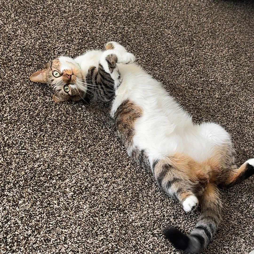 Ollie joined the competition — help win amazing prizes! animal, carpet, cat, chair_leg, couch, cozy, curious, feline, floor, fur, home, indoor, lying_down, paw, pet, relaxed, tabby, tail, whiskers, white_fur