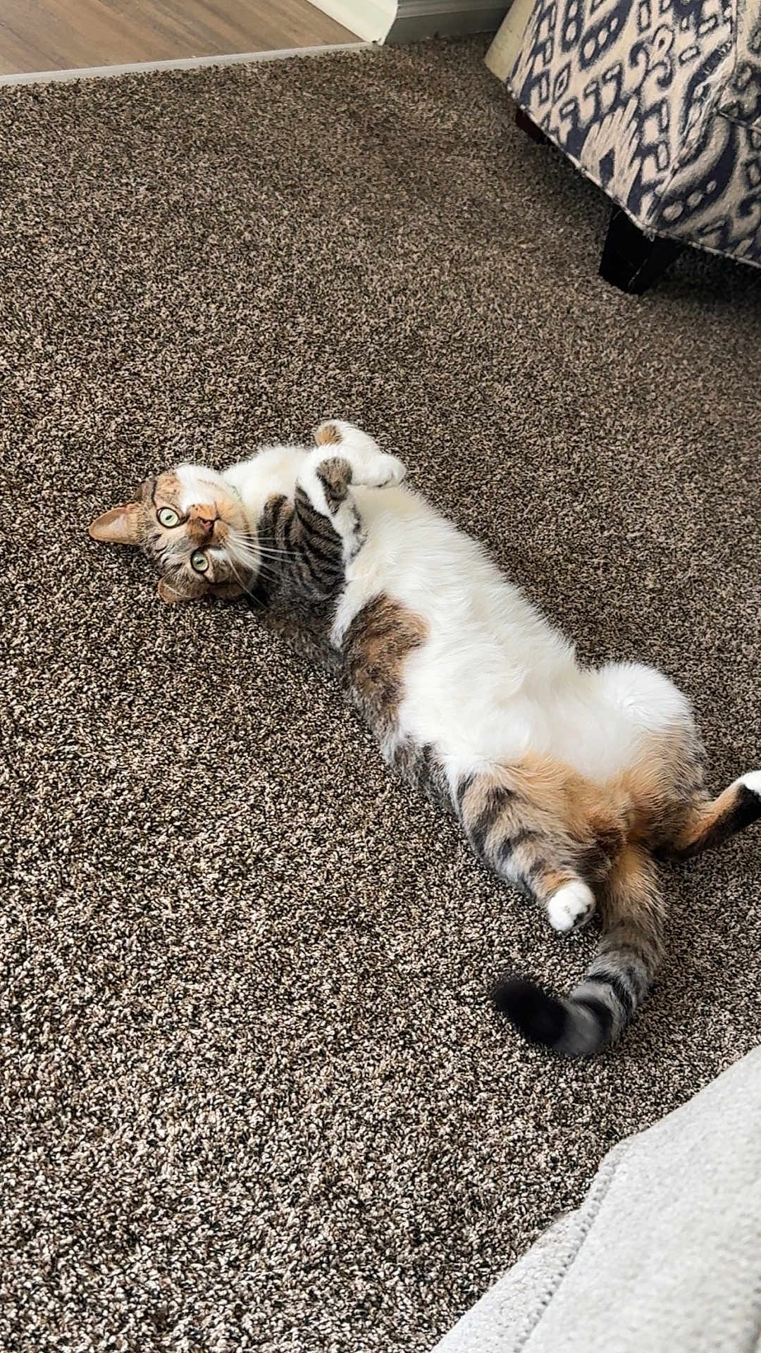 Ollie joined the competition — help win amazing prizes! cat, tabby, white_fur, carpet, indoor, lying_down, pet, feline, curious, relaxed, cozy, fur, animal, paw, tail, whiskers, chair_leg, couch, floor, home