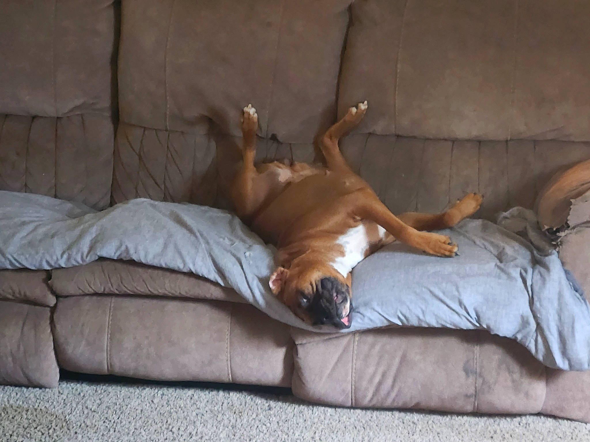 Bennita is registered to the contest to win money with this photo: barechested, bed, bed_sheet, bedding, bedroom, carnivore, comfort, companion_dog, dog, dog_breed, fawn, flooring, fur, human_leg, linens, nap, room, sitting, sleep, wood