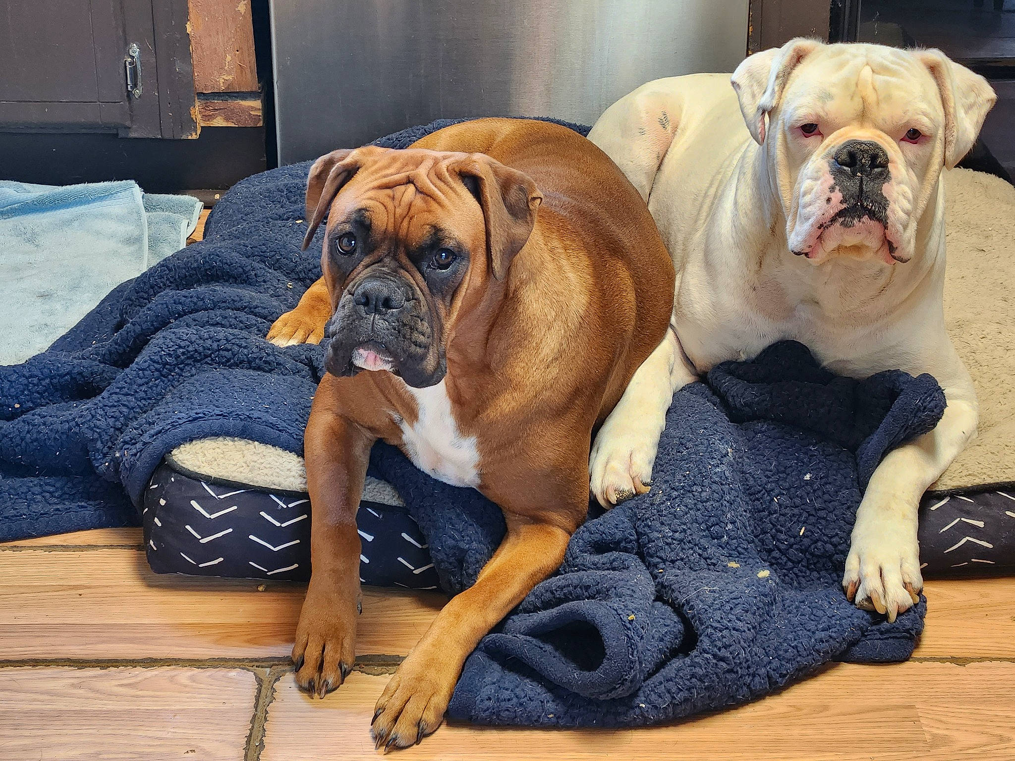 Bennita is registered to the contest to win money with this photo: blue, boxer, bulldog, canidae, carnivore, collar, comfort, companion_dog, dog, dog_breed, dog_collar, dog_supply, fawn, flooring, hardwood, paw, snout, sporting_group, working_dog, wrinkle