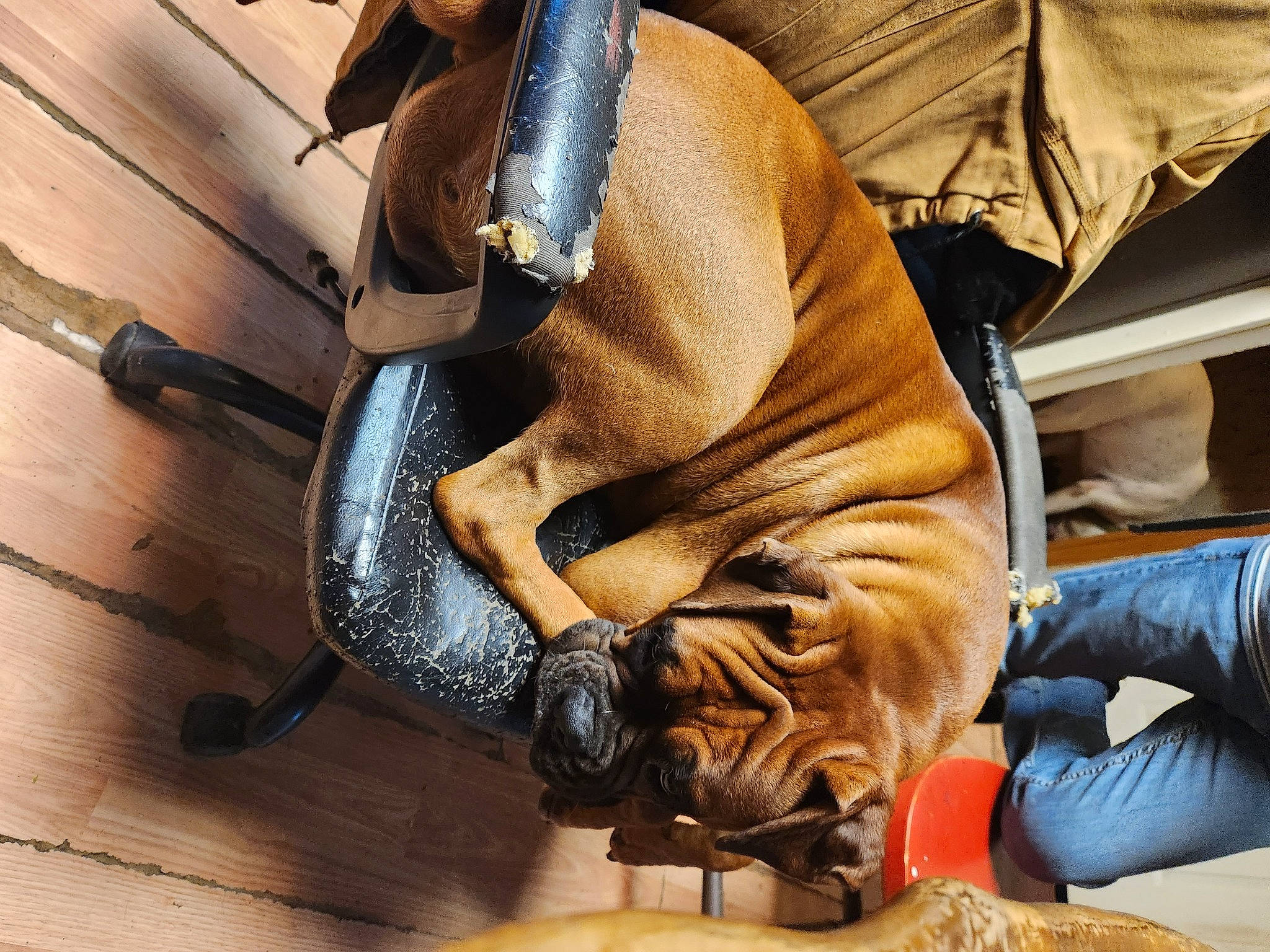 Bennita is registered to the contest to win money with this photo: auto_part, automotive_tire, bag, baggage, comfort, denim, fashion_accessory, flooring, fur, glove, hardwood, human_leg, knee, leather, luggage_and_bags, personal_protective_equipment, safety_glove, wood, wood_flooring, wrist