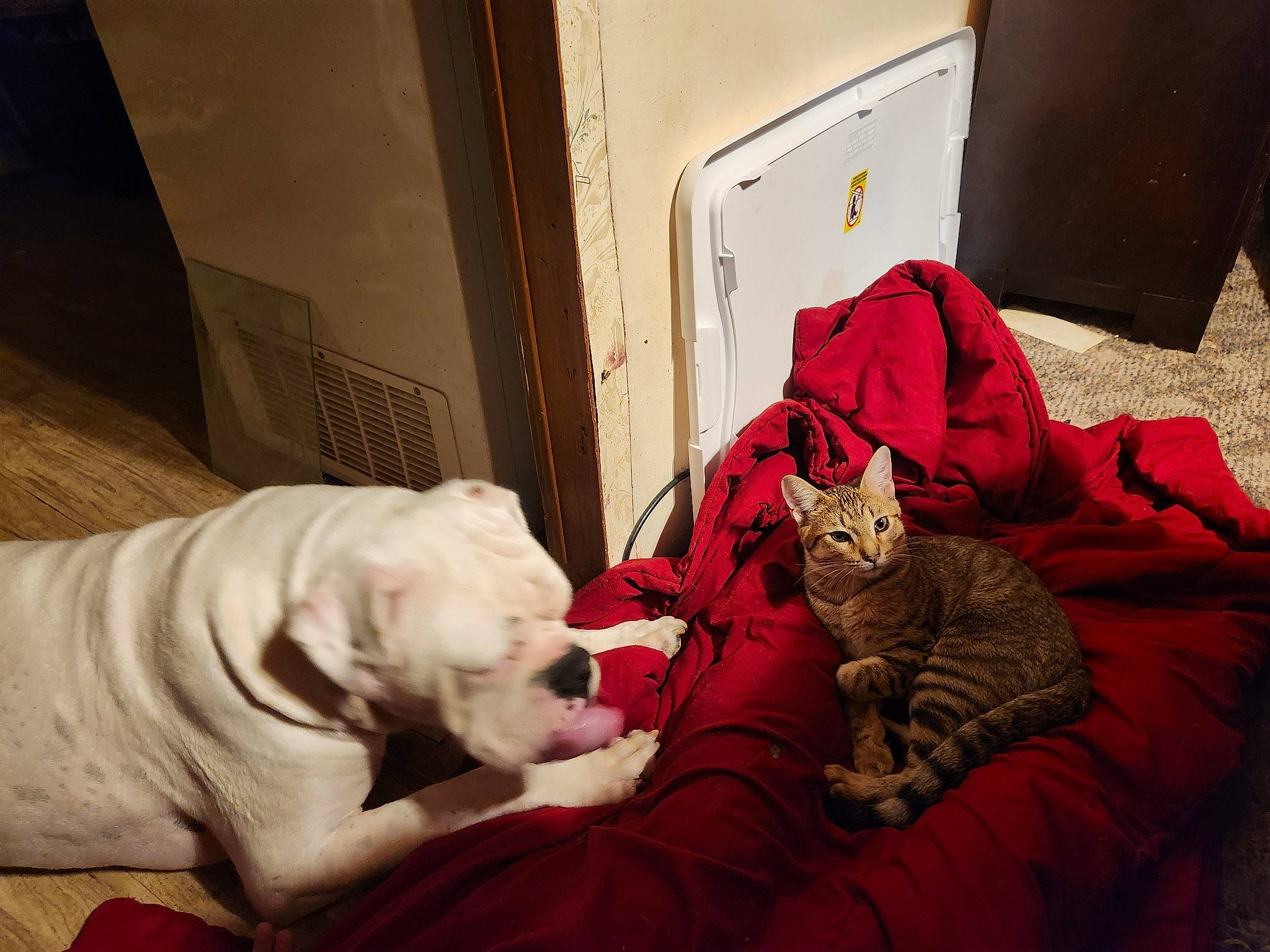 Rubble is registered to the contest to win money with this photo: bedding, carmine, carnivore, cat, comfort, companion_dog, dog, domestic_short_haired_cat, fawn, felidae, flooring, fur, grey, linens, room, small_to_medium_sized_cats, tail, vertebrate, whiskers, wood