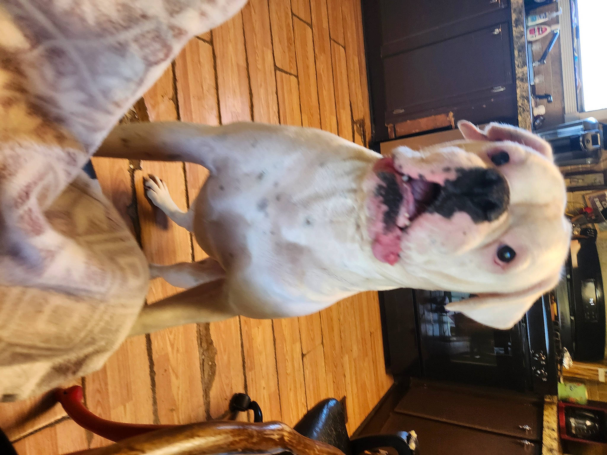 Rubble is registered to the contest to win money with this photo: art, bone, canidae, carnivore, companion_dog, dog, dog_breed, door, eyewear, fawn, fur, guard_dog, jaw, non_sporting_group, snout, sporting_group, whiskers, wood, working_animal