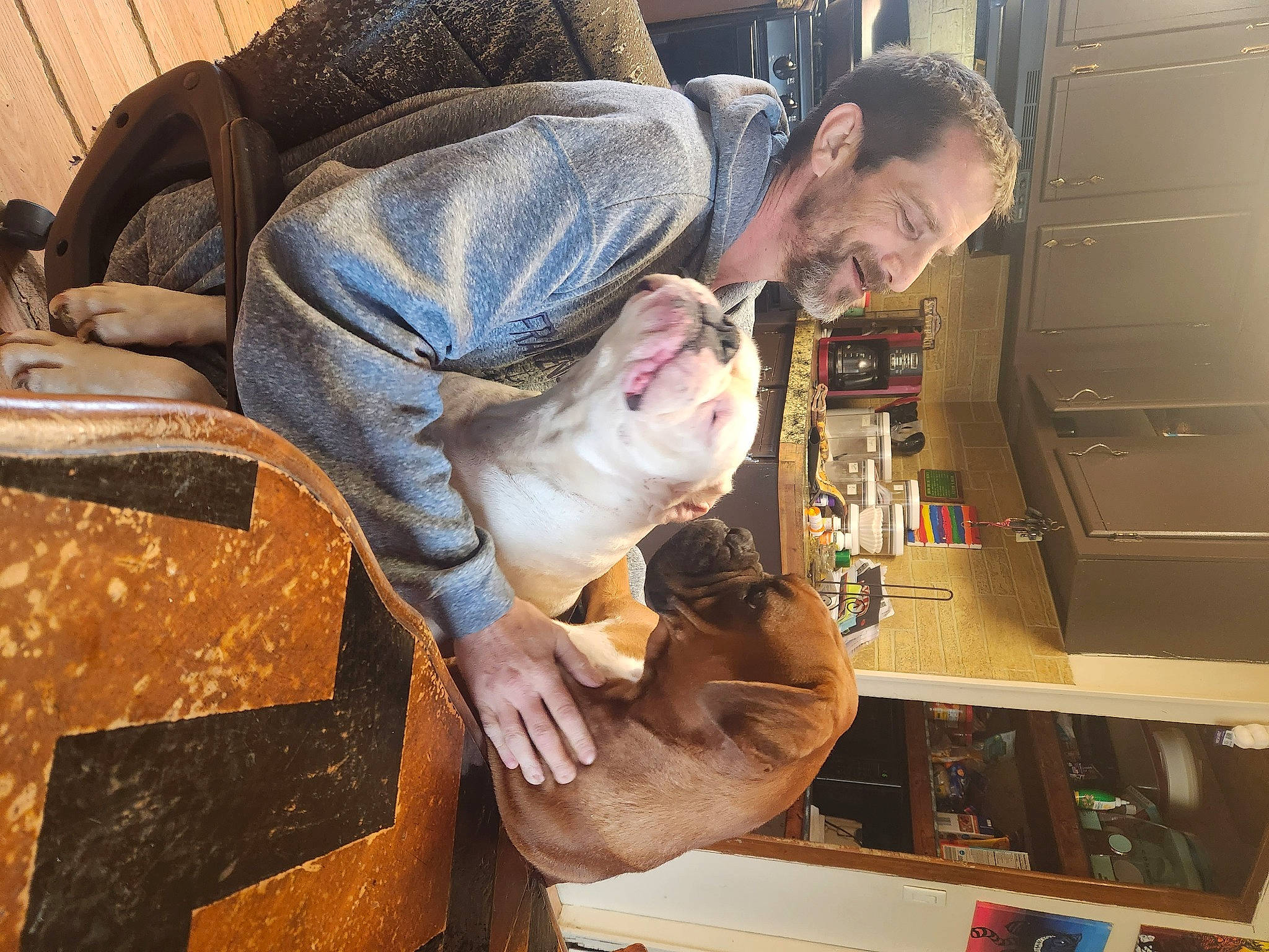 Rubble joined the competition — help win amazing prizes! bookcase, cat, comfort, companion_dog, couch, domestic_short_haired_cat, felidae, fun, fur, lap, room, shelf, shelving, sitting, small_to_medium_sized_cats, smile, whiskers, wood