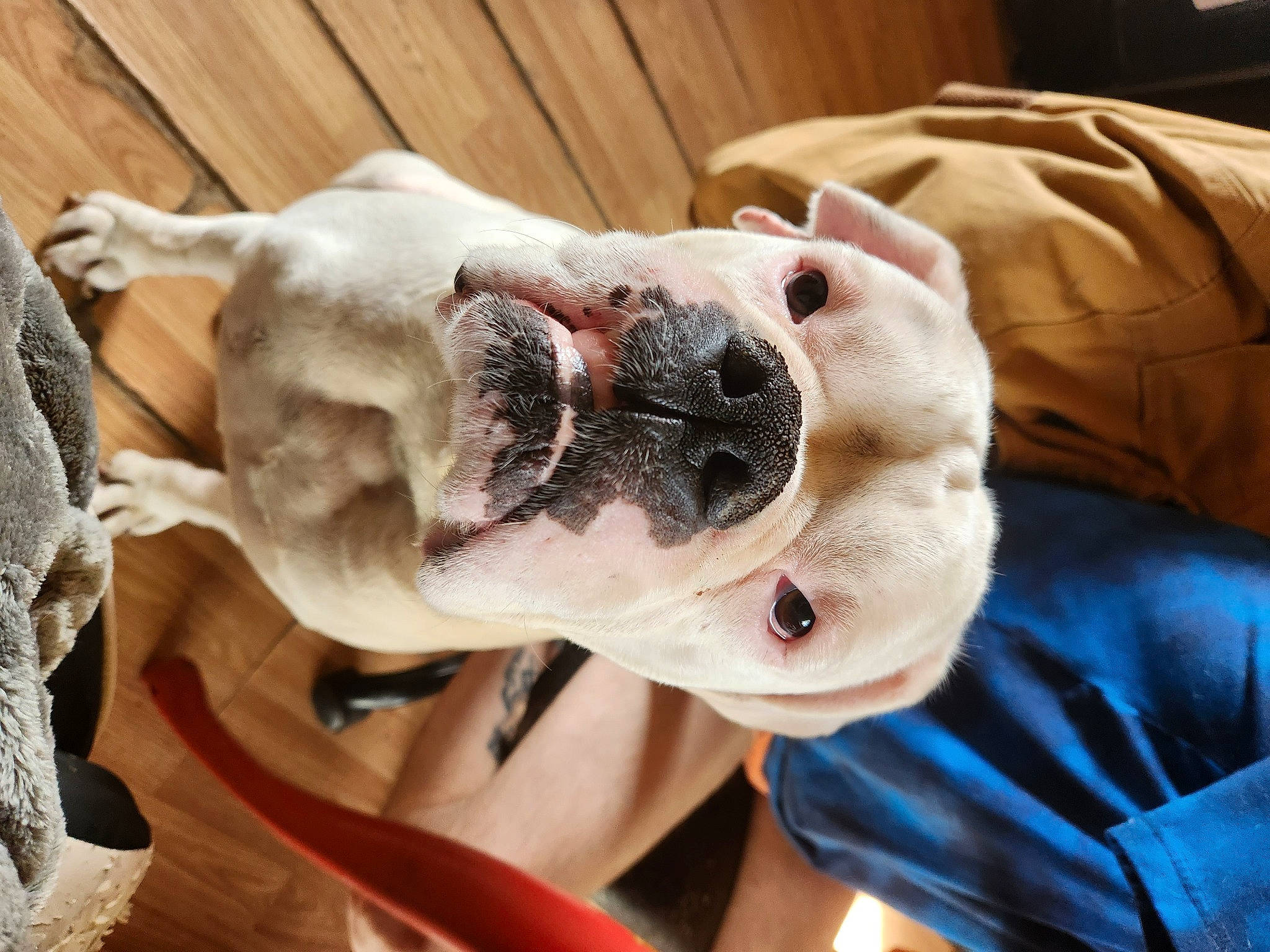 Rubble joined the competition — help win amazing prizes! canidae, carnivore, collar, comfort, companion_dog, dog, dog_breed, dog_collar, ear, fawn, fur, molosser, paw, puppy_love, snout, sporting_group, toy_dog, whiskers, working_animal, wrinkle